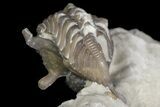 Rare, Enrolled Encrinurus Deomenos Trilobite - Quebec #164443-4